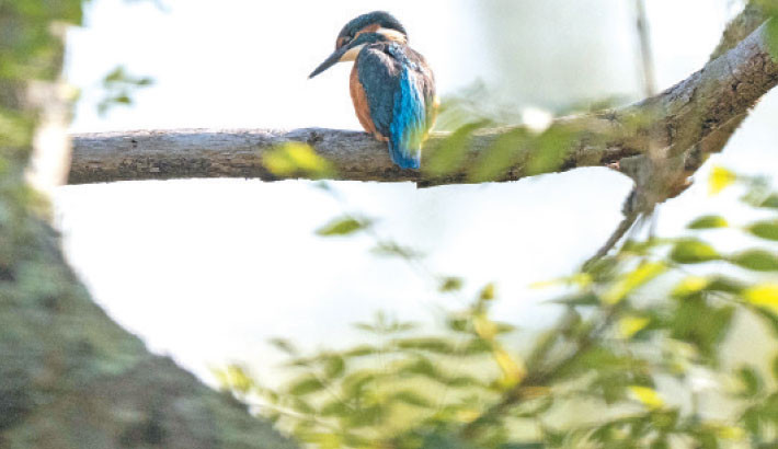 A common kingfisher sits on a branch of a tree in a meditative mood at a swamp in Fontenay-le-Vicomte, Essonne, France. The photo was taken recently. The common kingfisher is widely distributed over Europe, Asia, and North Africa, mainly south of 60°N. It is a common breeding species over much of its vast Eurasian range, but in North Africa it is mainly a winter visitor, although it is a scarce breeding resident in coastal Morocco and Tunisia. AFP PHOTO