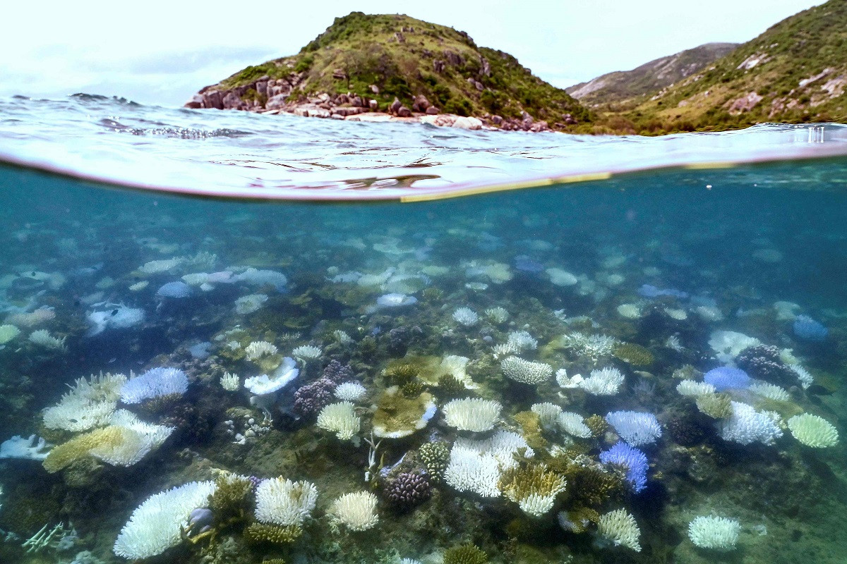 Great Barrier Reef suffers worst coral decline on record – BBC