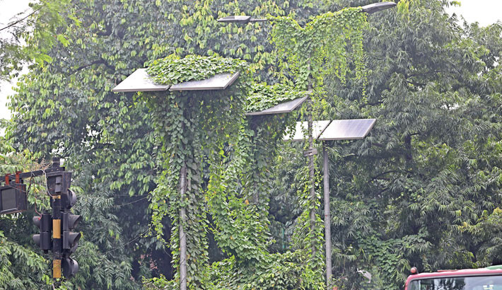 Solar panels and lamp posts on road dividers near Officers’ Club on Bailey Road are heavily covered by creepers, preventing sunlight from reaching the panels. As a result, the lights fail to illuminate the road as expected. There appears to be no initiative to resolve the issue. -Kamrul Islam Ratan