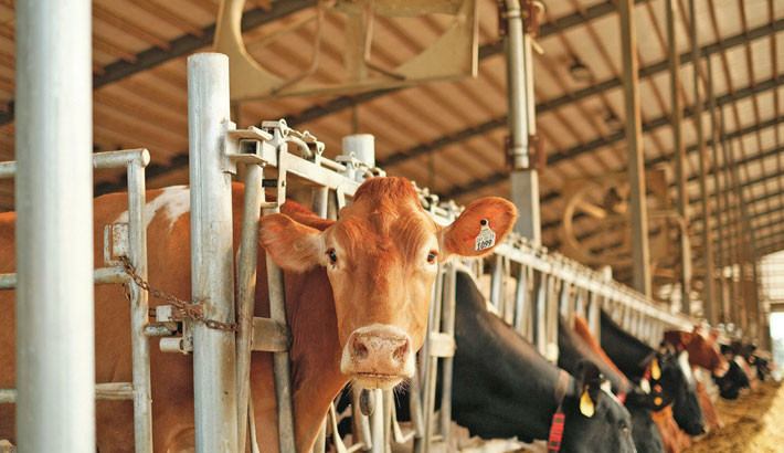 Cattle feed adulteration rampant in Jhenaidah
