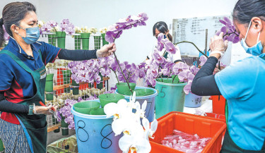 Workers trim and prepare orchids for packing at a local orchid flower company in Houbi district in Tainan on Tuesday. Since the start of US President Donald Trump’s global trade war, Taiwanese orchid grower Lee Tsang-yu has watched tariffs on his seedlings shoot from nothing to 20%. But, after weathering many economic crises, the 61-year-old seasoned farmer is digging in. PHOTO: AFP
