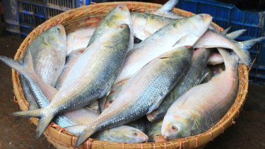 Hilsa gets cheaper as other food items cost more in Dhaka
