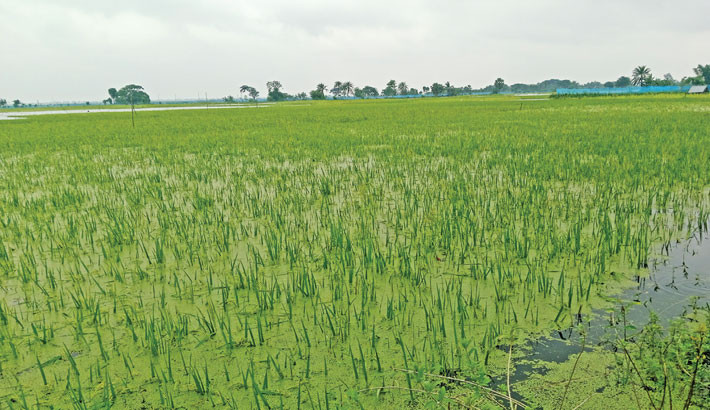 Farmers’ dreams washed away by early floods in Manirampur