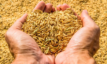 Rice procurement faces disruption due to 0.5% source tax