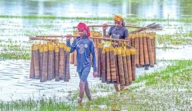 Two Santal fishermen carry fish traps known as “thushi” to set them in the water bodies in Bogura, which are filled to the brim following the recent rains. The photo was taken recently.  -  MONIRUL ISLAM MARUF