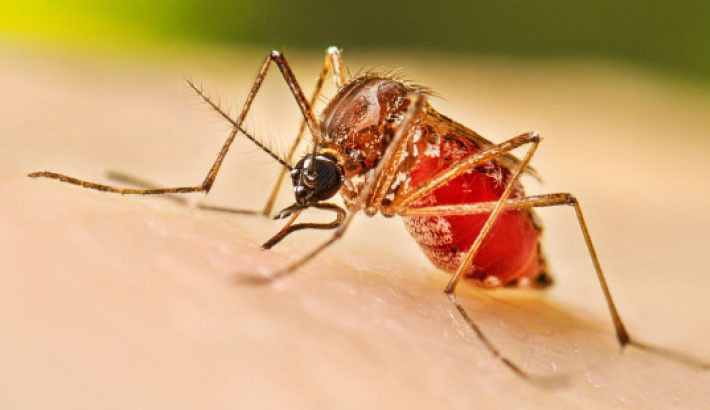 Dengue deaths top 100 this year with 
3 new fatalities