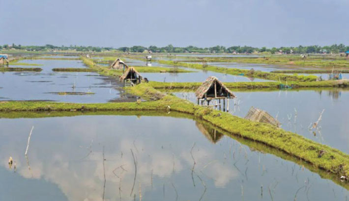 Unplanned, unregistered fish farms exacerbate Bhabadah waterlogging
