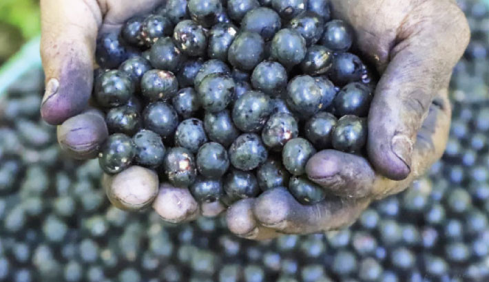 Acai berry producers are concerned as Trump imposes tariffs on Brazil’s exports