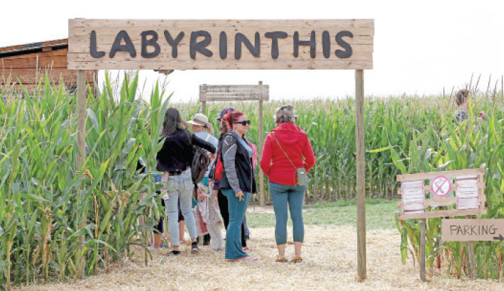 Visitors explore a giant corn field transformed into a maze in Soultz, eastern France, on 6 August 2025. Tall, blond, with a genuine smile and his hair tied back in a bun, Lucas Kessler has realised his ‘childhood dream’: he has installed two giant mazes in his cornfields in Soultz (Haut-Rhin), with the aim of ‘changing people’s perception of the profession’. At the foot of the Vosges mountains, these two attractions are a huge hit after only a few weeks of opening. The farm has had to hire five employees to accommodate ‘200 to 400 people a day, sometimes even 500,’ says the 33-year-old farmer, surprised by his success. PHOTO: AFP