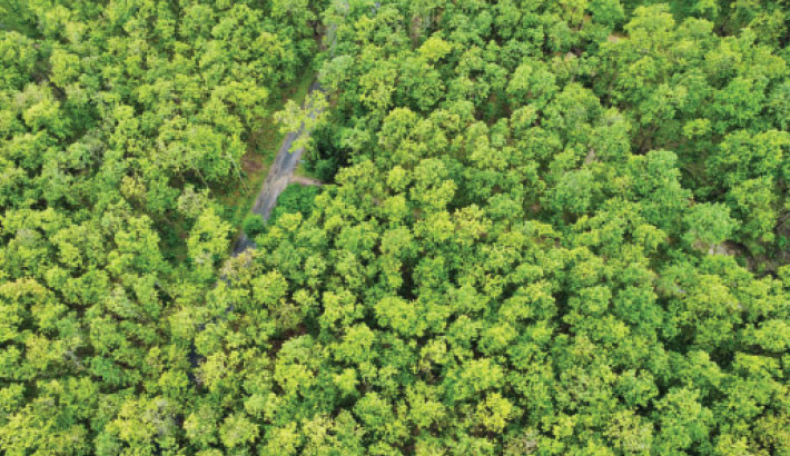 61,000 hectares of degraded forest restored in 5 years
