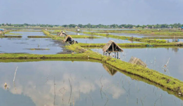 Unplanned, unregistered fish farms exacerbate Bhabadah waterlogging