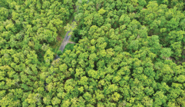 61,000 hectares of degraded forest restored in 5 years