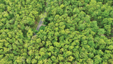 61,000 hectares of degraded forest restored in 5 years