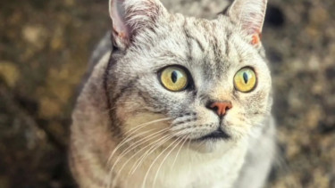 Cats develop dementia in a similar way to humans