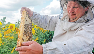 Russian beekeeper Sergey Tveritinov inspects bees at his apiary in the village of Beregovoye Pervoye in Belgorod region, some 630 kilometres south-west from Moscow on 11 August 2025. Sergey Tveritinov, 46, started his apiary in 1996 after the distillery he worked at went bankrupt. Now the apiary, situated 87 kilometres from war-torn Ukraine, feeds his large family. -PHOTO: AFP