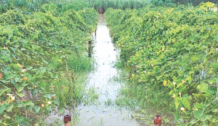 689 hectares of char crops submerged in Lalpur