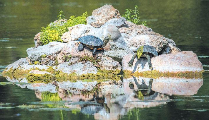 Two pond sliders, semiaquatic turtles of an invasive species, sit on a pile of stones at the Bois de Vincennes park, in eastern Paris, France amid a heatwave in Europe. A large part of the country remains overheated even though Meteo-France has lifted the red alert. The photo was taken recently.	-AFP PHOTO