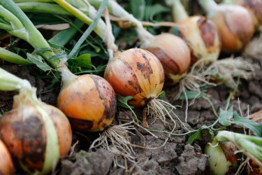 Prices drop by Tk10/kg in 3 days at wholesale level as Indian onions arrive