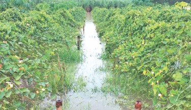 689 hectares of char crops submerged in Lalpur