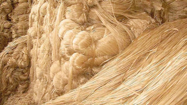 Jute farmers fear low prices despite bumper harvest in Faridpur, Rajbari