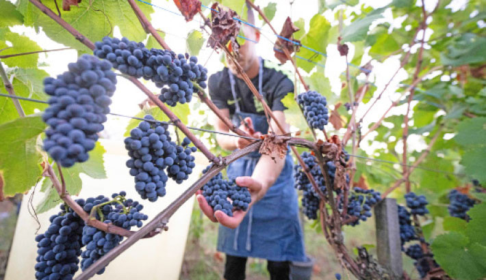 A harvesters picks bunches of grape of pinot noir to produce Cremant (sparkling wine) during the harvest at Domaine Moellinger vineyard, in Wettolsheim, eastern France, on 19 August 2025.
Photo: AFP