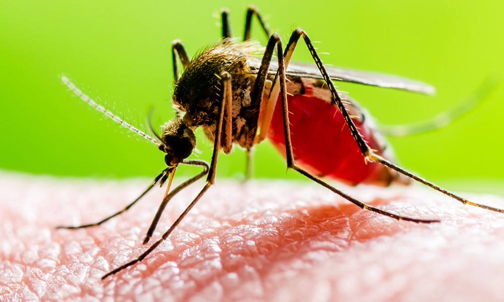 Opinion: From Dhaka Fever to Dengue Epidemic: A 60-Year Journey