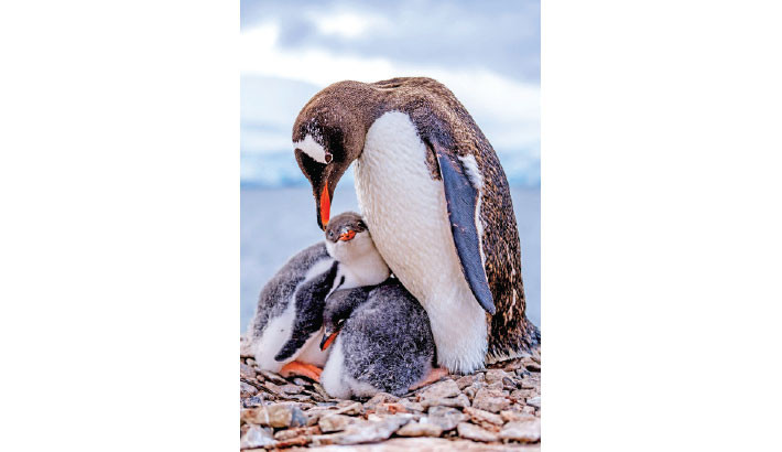 This handout picture released on Wednesday by the University of Santiago USACH shows a family of penguins during a study led by a team of Chilean scientists of the University of Santiago with researchers from the Netherlands and Germany, to determine the presence of heavy metals in Antarctica due to the increase in tourism in the area. Antarctica is showing increasing signs of the polluting impact of tourism and scientific activities, according to a study published on Wednesday in the journal Nature Sustainability. In the visited areas of the Antarctic Peninsula, heavy metal pollutants have been detected in quantities ten times higher than 40 years ago. -AFP PHOTO
