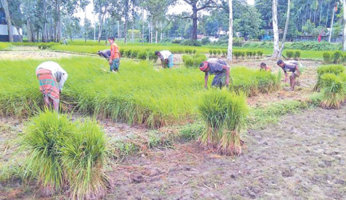 Fertiliser shortage hits Kushtia farmers amid Aman season
