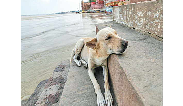 India walks back order to clear Delhi of stray dogs