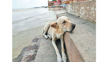 India walks back order to clear Delhi of stray dogs
