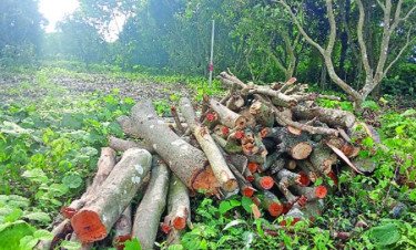 Hundreds of trees looted from Rajshahi medical campus