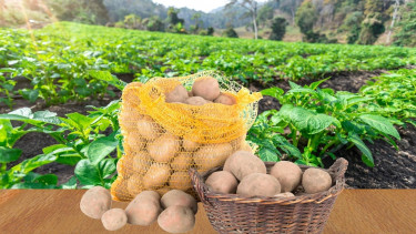 Govt to procure potatoes to support farmers: Adviser