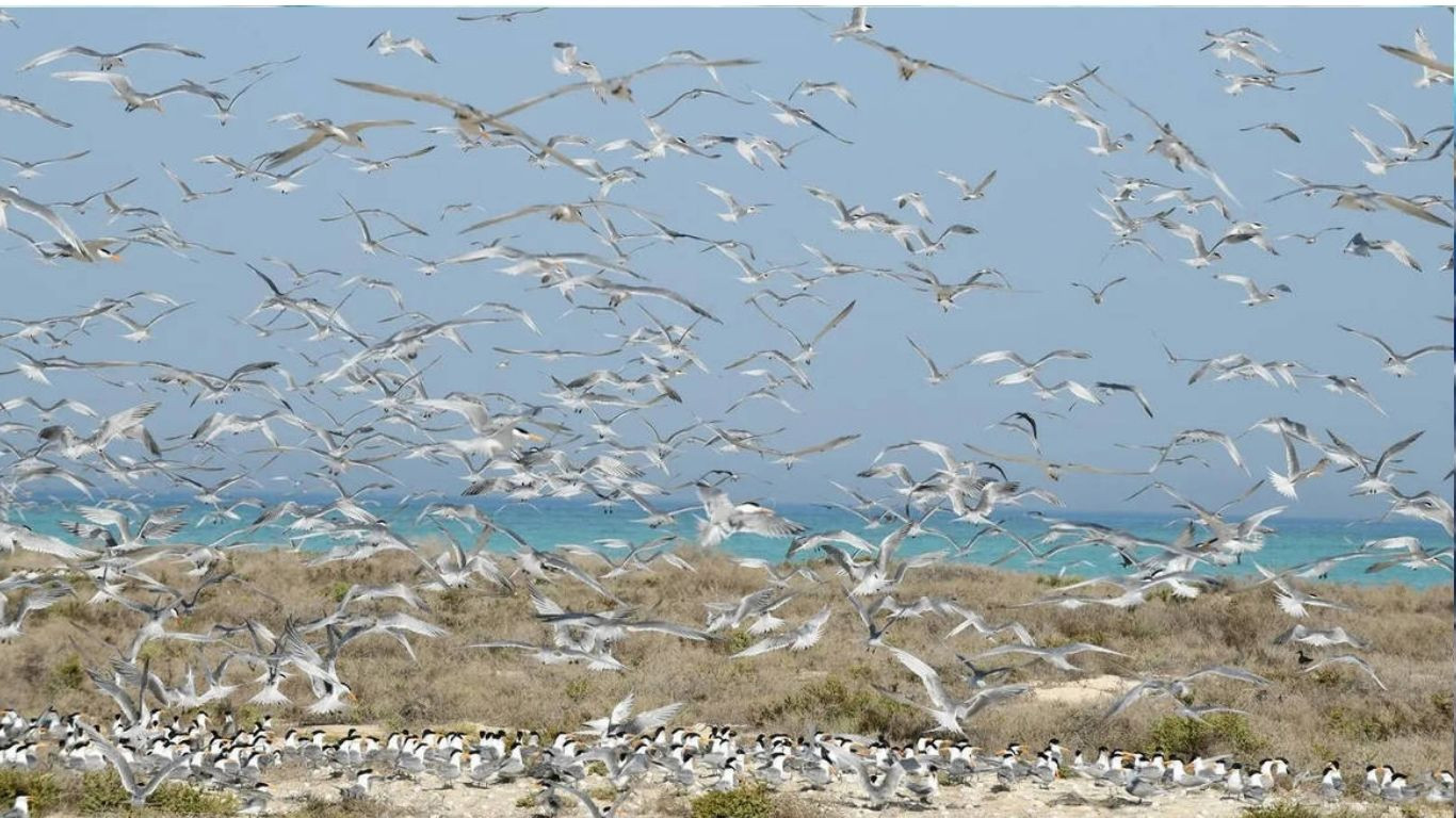 Wildlife center reports record sightings of seabirds, large marine creatures in Saudi coasts