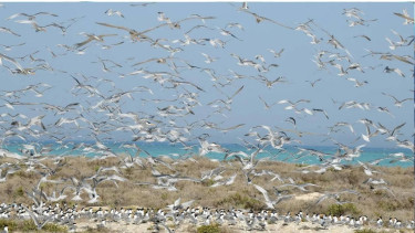 Wildlife center reports record sightings of seabirds, large marine creatures in Saudi coasts