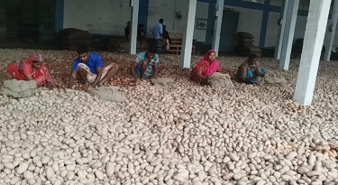 Lalmonirhat potato farmers watch profits rotting as prices plunge