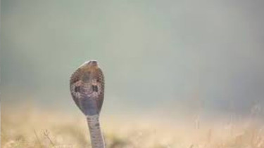 Teenage girl dies from snakebite in Gaibandha