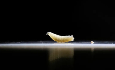 Screwworm? What’s the flesh-eating parasite found in a human in the US?