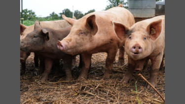 Pig lung transplanted into human for first time