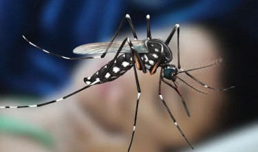 430 more dengue cases reported in 24hrs