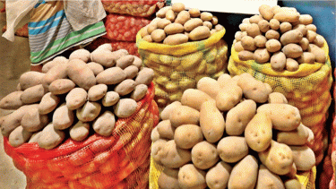 Govt to buy 50,000 tonnes of potatoes at Tk22 per kg