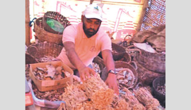 Bagerhat dried fish industry generates Tk6cr revenue in FY25