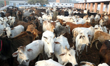 Unknown virus kills over 200 cows and goats in Rangpur