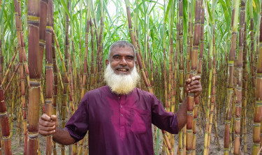 Lalmonirhat farmers eye hefty profit from sugarcane cultivation