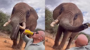 Tourist faces probe for pouring beer into elephant’s trunk