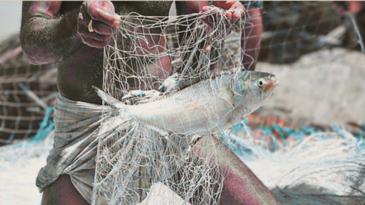 No Hilsa in Bishkhali River despite peak season
