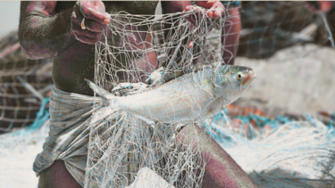 No Hilsa in Bishkhali River despite peak season