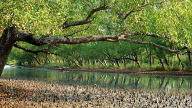 Sundarbans reopened to fishermen, tourists after three-month ban