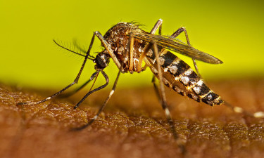 August sees 39 deaths from dengue