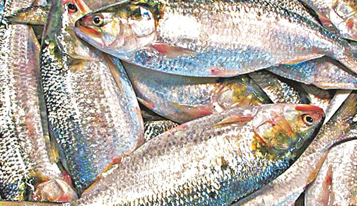 Hilsa slips out of reach as scarcity drives up prices in Khulna