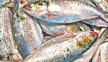 Hilsa slips out of reach as scarcity drives up prices in Khulna